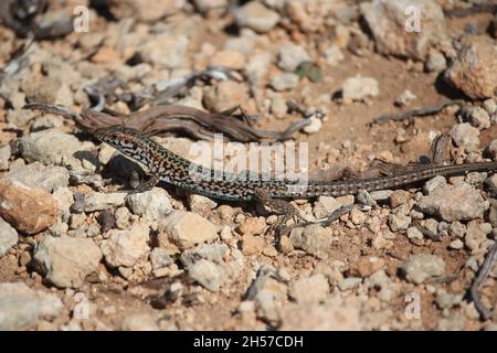 Maschio di Maltese Muro Lizard, Podarcis filfolensis, crogiolando sulla roccia sotterranea dell'isola di Comino, Malta Foto Stock