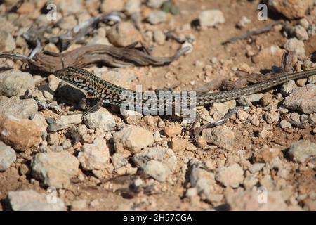 Maschio di Maltese Muro Lizard, Podarcis filfolensis, crogiolando sulla roccia sotterranea dell'isola di Comino, Malta Foto Stock