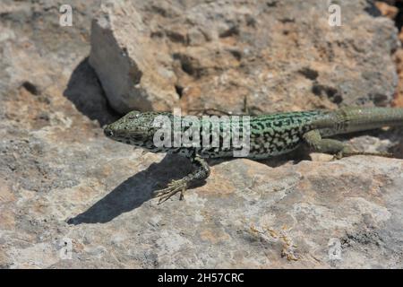 Maschio di Maltese Muro Lizard, Podarcis filfolensis, crogiolando sulla roccia sotterranea dell'isola di Comino, Malta Foto Stock