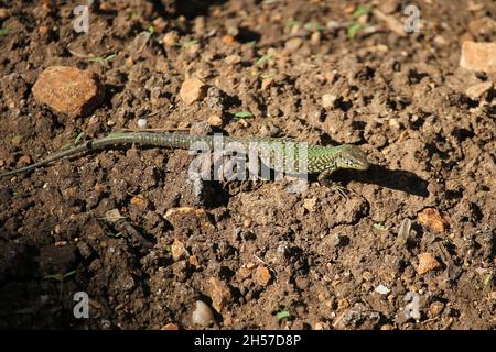 Maltese Wall Lizard, Podarcis filfolensis, nei Giardini Barakka inferiore di Valletta, Malta Foto Stock