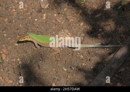 Maltese Wall Lizard, Podarcis filfolensis, nei Giardini Barakka inferiore di Valletta, Malta Foto Stock