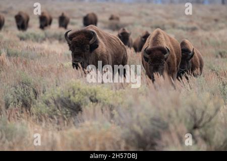 Bisonte che corre Foto Stock