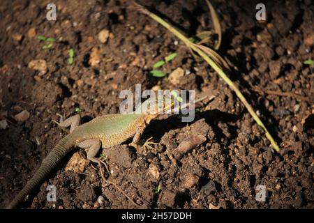 Maltese Wall Lizard, Podarcis filfolensis, nei Giardini Barakka inferiore di Valletta, Malta Foto Stock