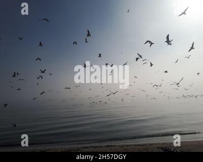 Gabbiani che volano su mare silenzioso sotto la nebbia Foto Stock