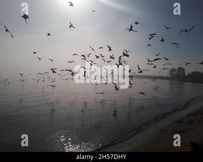 Gabbiani che volano su mare silenzioso sotto la nebbia Foto Stock