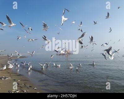 Gabbiani che volano su mare silenzioso sotto la nebbia Foto Stock