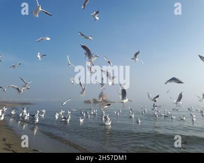 Gabbiani che volano su mare silenzioso sotto la nebbia Foto Stock