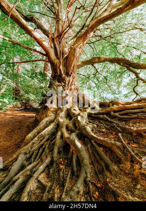 Le radici dell'albero del Centennial con le radici fuori del terreno in autunno Foto Stock