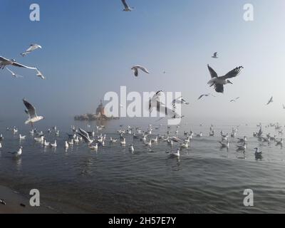 Gabbiani che volano su mare silenzioso sotto la nebbia Foto Stock