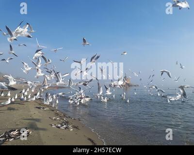 Gabbiani che volano su mare silenzioso sotto la nebbia Foto Stock