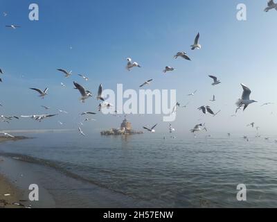 Gabbiani che volano su mare silenzioso sotto la nebbia Foto Stock