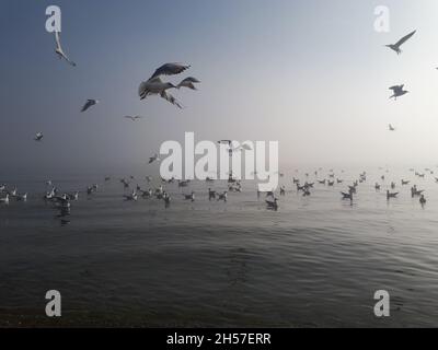 Gabbiani che volano su mare silenzioso sotto la nebbia Foto Stock