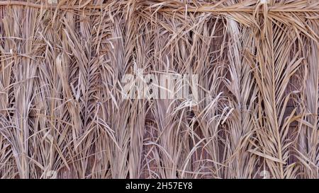 rami asciutti di palme sfondo. palm ramo pattern Foto Stock