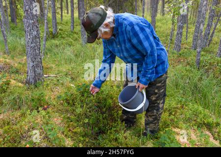 Donne anziane che raccolgono bacche nuvoloso nel Vasternorrland svezia con alberi sullo sfondo. Foto Stock