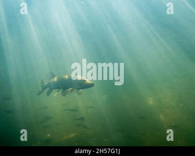 Scatto subacqueo di Northern pike nuoto da una scuola di piccolo vagabolo Foto Stock