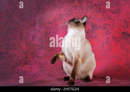 Un gatto siamese adulto siede con la zampa anteriore sollevata e guarda verso l'alto Foto Stock
