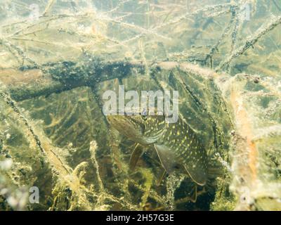 Scatto subacqueo del pike settentrionale nascosto tra rami di albero Foto Stock