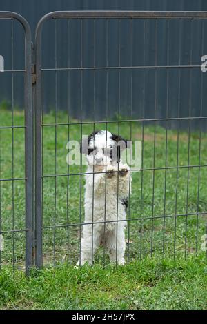 Bolonka Zwetna cuccioli di cane giocattolo seduto e mendicante a una recinzione, bichon, Germania Foto Stock