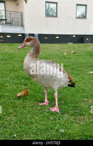 Oca egiziana in giardino urbano vicino al Tamigi a North Woolwich, Londra Foto Stock