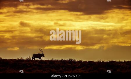 Oryx sudafricano distante camminando in cima alla duna con cielo nuvoloso nel parco di trasferimento di Kgalagadi, Sud Africa; specie Oryx gazella famiglia di BOV Foto Stock