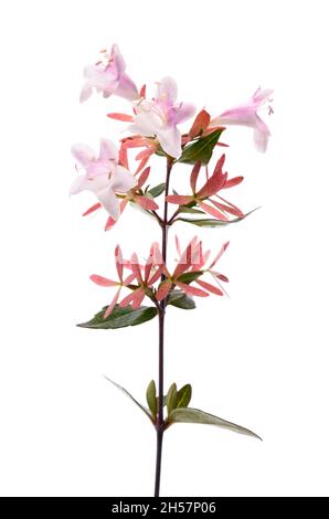 Pianta di Abelia con fiori isolati su sfondo bianco Foto Stock