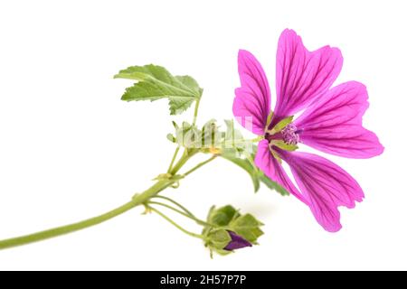 Fiore mallow isolato su sfondo bianco Foto Stock