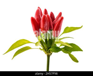 Peperoni Tabasco isolati su sfondo bianco Foto Stock