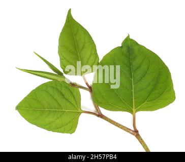 Ramo di alghe asiatiche isolato su sfondo bianco Foto Stock