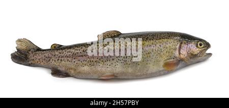 trota appena pescata isolata su sfondo bianco Foto Stock