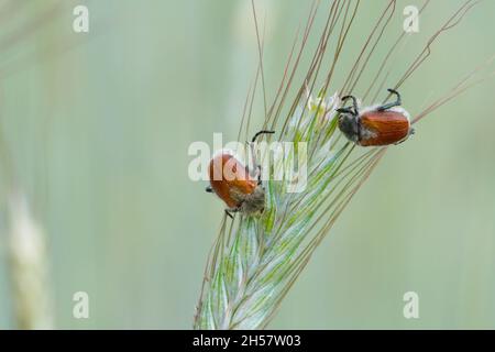 Comune chafer di foglie di cereali - Chaetopteroplia (o Anisoplia) segetum. È pesti comuni di cereali. Fagioli sull'orecchio di segale. Foto Stock
