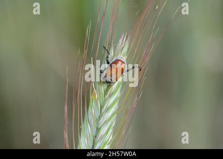 Comune chafer di foglie di cereali - Chaetopteroplia (o Anisoplia) segetum. È pesti comuni di cereali. Fagioli sull'orecchio di segale. Foto Stock