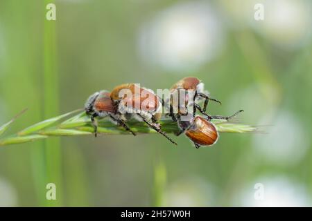 Comune chafer di foglie di cereali - Chaetopteroplia (o Anisoplia) segetum. È pesti comuni di cereali. Fagioli sull'orecchio di segale. Foto Stock