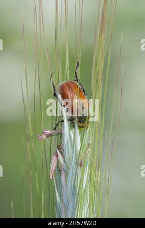Comune chafer di foglie di cereali - Chaetopteroplia (o Anisoplia) segetum. È pesti comuni di cereali. Fagioli sull'orecchio di segale. Foto Stock
