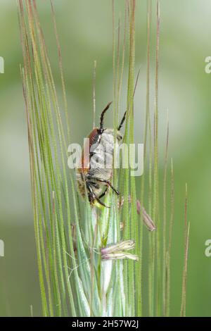 Comune chafer di foglie di cereali - Chaetopteroplia (o Anisoplia) segetum. È pesti comuni di cereali. Fagioli sull'orecchio di segale. Foto Stock