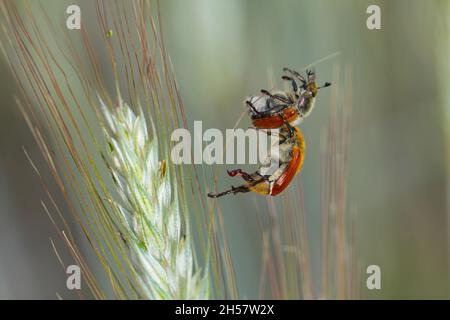 Comune chafer di foglie di cereali - Chaetopteroplia (o Anisoplia) segetum. È pesti comuni di cereali. Fagioli sull'orecchio di segale. Foto Stock