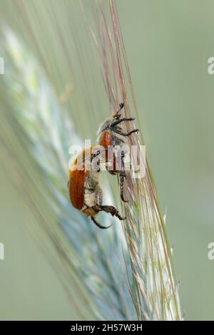Comune chafer di foglie di cereali - Chaetopteroplia (o Anisoplia) segetum. È pesti comuni di cereali. Fagioli sull'orecchio di segale. Foto Stock