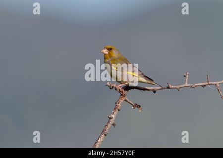 Un verdfinch europeo maschio adulto (Chloris chloris) arroccato su un ramo aperto sull'isola greca di Lesbo in primavera Foto Stock