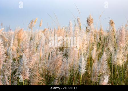 Bella fiore kash pianta o fiori di catkin tremare con il flusso d'aria sotto il cielo blu Foto Stock