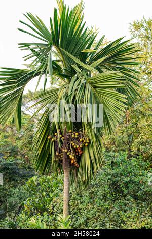 Mazzo di noci di betel crude e mature sull'albero Foto Stock