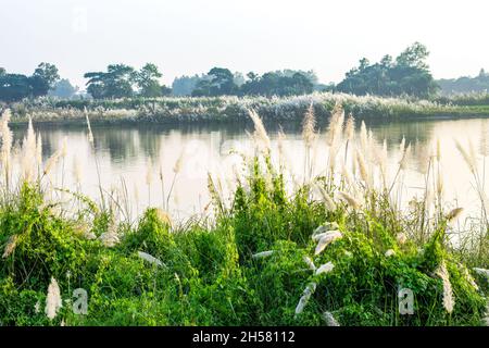 Kans erba o fiori di catkin fiorito vicino al fiume nel villaggio rurale Foto Stock