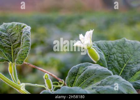 Focalizzazione selettiva su una giovane zucca di calabash in crescita all'interno di una fattoria agricola con sfondo bokeh Foto Stock