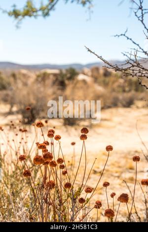 Grande paesaggio desertico nel Joshua Tree National Park, USA Foto Stock