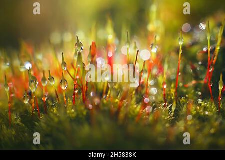 Macro di muschio bryum (Pohlia nutans) su sfondo blu scuro. La pioggia cade sul muschio Foto Stock