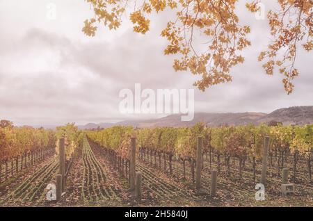 Nuvole tempestose si avvicinano sopra la Napa Valley in una mattinata autunnale, California, Stati Uniti. Foto Stock