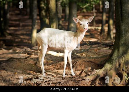 Cervo bianco europeo in piedi nella foresta Foto Stock