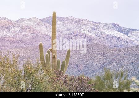 Paesaggio desertico di Saguaro con cactus saguaro, Carnegiea gigantea, e cima di montagna coperta di neve al Parco Nazionale Saguaro, Tucson, Arizona, Stati Uniti. Foto Stock