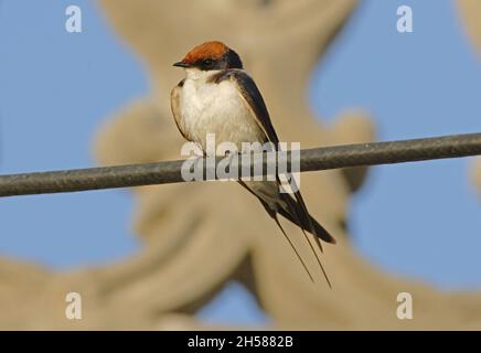 Swallow a coda di filo (Hirundo smithii filifera) adulto arroccato sulla linea di alimentazione Gujarat, India Novembre Foto Stock