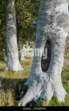 Grande conca nel tronco di un faggio europeo (Fagus sylvatica) su Salisbury Plain, Wiltshire Foto Stock