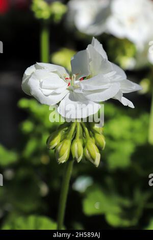 Verticale di un singolo geranio bianco in fiore Foto Stock