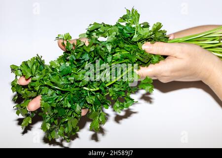 Mazzo fresco di prezzemolo verde tenuto nelle mani delle donne, sfondo bianco, concetto di agricoltura biologica e alimentazione sana Foto Stock